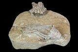 Pair of Macrocrinus Crinoid Fossils - Crawfordsville, Indiana #92520-1